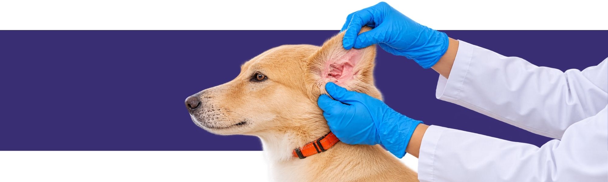 Veterinarian visiting a dog otitis