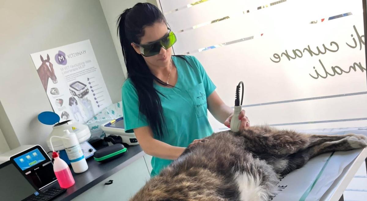 Dottoressa Previti durante un trattamento laser MLS in un cane
