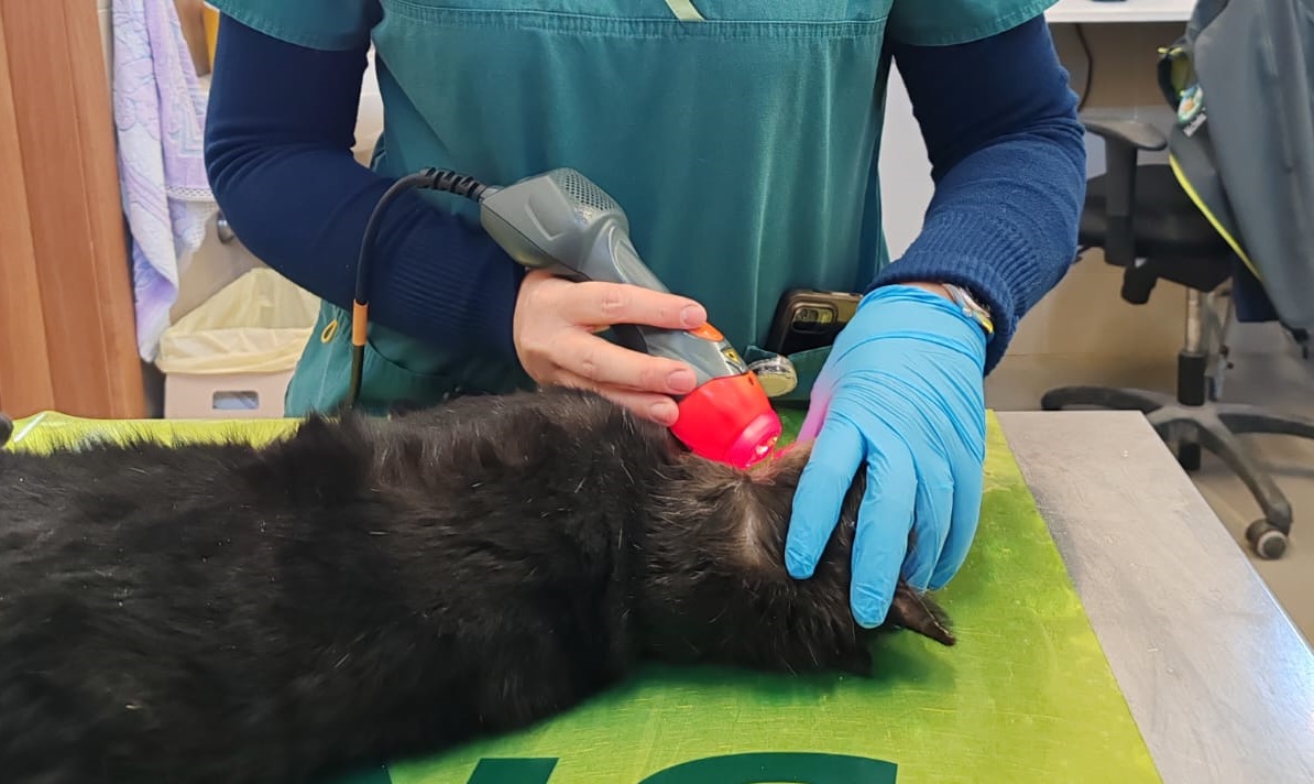 Applicazione della laserterapia MLS in un gatto