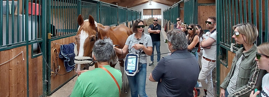 mvet_equine_laser_therapy_training_visual.jpg