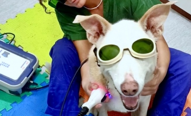 Trattamento laserterapia M-VET per osteoartrite in un cane