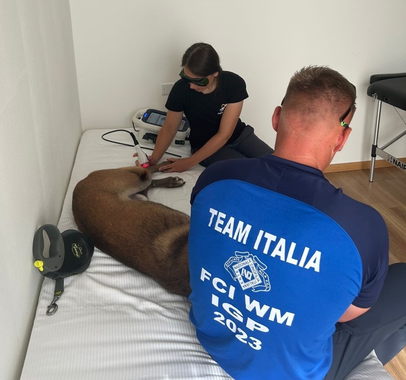 mvet_laser_dog_italian_team_fci_igp_2023.jpg