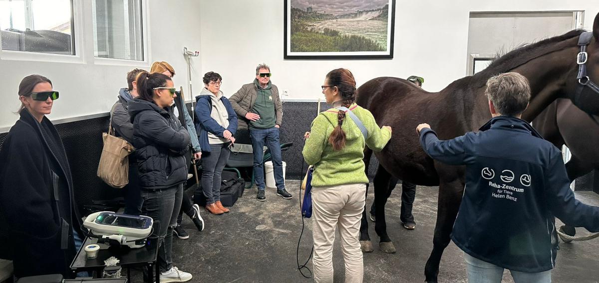 mvet_laser_training_horses_frankfurt.jpg