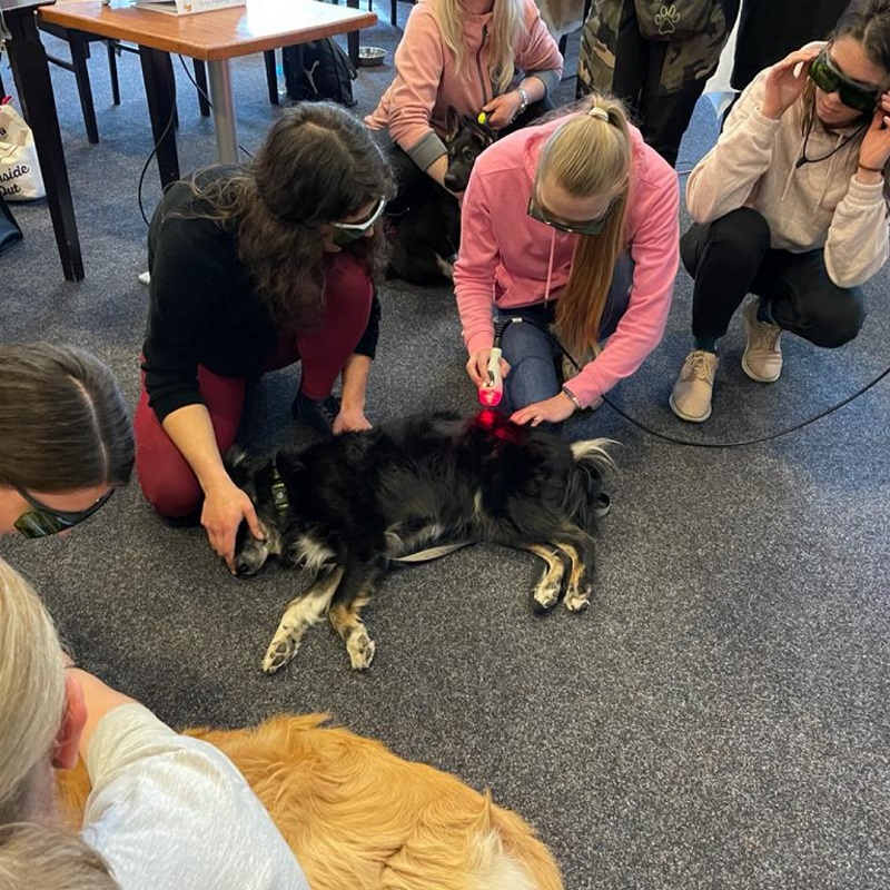MLS® postgraduate course for the Association of Animal Physiotherapy and  Rehabilitation of Czech Republic | Asaveterinary