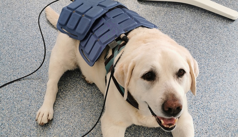 pemf_canine_osteoarthritis.jpg