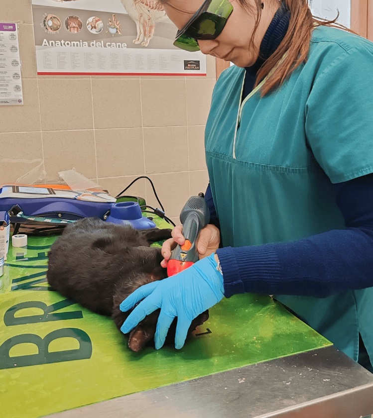 Dottoressa Michela Tognoni durante il trattamento di laserterapia in un gatto
