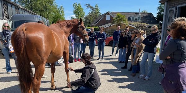 training_equine_olanda.jpg