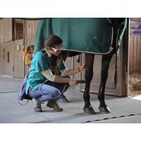 APP ASAVeterinary | Equine full screen tutorial