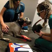 Dr. Angela Dodd (Animal Wellness Center of Athens, GA)