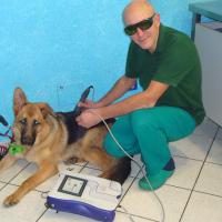 Traitement d'un chien avec Mphi Vet | Dr. Bartolomeo Borgarello