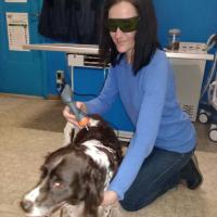 Laser Acupuncture in behavior problems of dog - Energy for Health 20