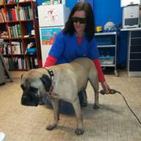 Laser Acupuncture in behavior problems of dog - Energy for Health 20