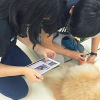 Formazione laserterapia MLS per cani con l'app ASAveterinary