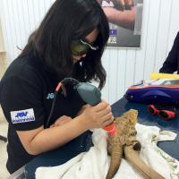 MLS Laser Therapy for an iguana