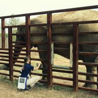 MLS Laser Therapy for Flora | Mphi Vet