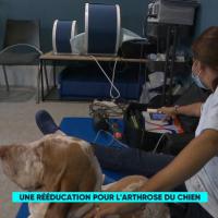 France5 | Le Mag de la Santé | MLS Laser Therapy for arthrosis in dogs