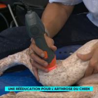 France5 | Le Mag de la Santé | MLS Laser Therapy for arthrosis in dog