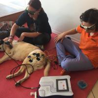 Schulung für die australische Tierärztin Dr. Jacqueline Reed in Vicenza