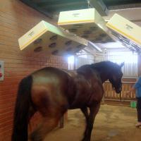 Laserterapia MLS - Kremlin Riding School y el Instituto de Medicina Veterinaria de Mosca