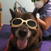 MLS veterinary laser therapy treatment in safety