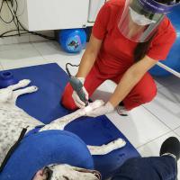 Veterinary laser therapy treatment in safety