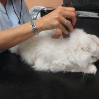 MLS Laser Therapy for cats | Harold clinical case