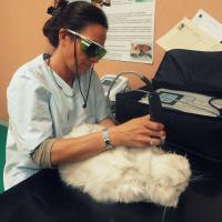 Dr. Roberta Burdisso during a treatment of MLS® Laser Therapy