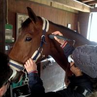 MLS® and equine: a training day for Celtic