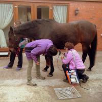 MLS laser practical session on a horse