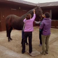 MLS laser practical session on a horse
