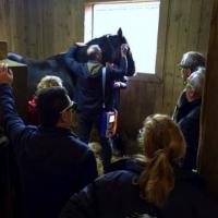 MLS Laser Therapy for equine training