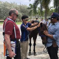 KUVIC 2019 (Hua Hin, Thailand) - MLS Laser treatment for horses