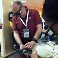 KUVIC 2019 (Hua Hin, Thailand) - MLS Laser treatment for exotics animals