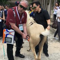 KUVIC 2019 (Hua Hin, Tailandia) - Tratamiento laser MLS para caballos