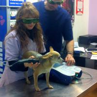 Treatment of a dog with Mphi Vet | Dr. Marass