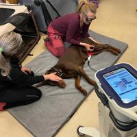 MLS Laser Therapy training @ Physiodog Academy