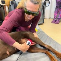 MVET laser training @ Physiodog Academy