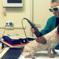 Treatment to a dog with Mphi Vet | Dr. Carla Ricci