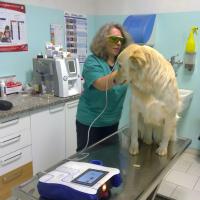 Treatment to a dog with Mphi Vet | Dr. Silvia Righi