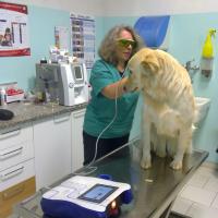 Trattamento di un paziente con Mphi Vet | Dr. Silvia Righi