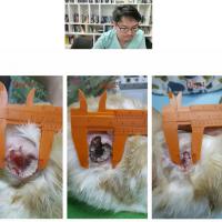 Seminarios web exóticos y tratamiento de heridas con M-VET - Dr. Chaowaphan Yinharnmingmongkol