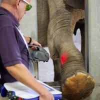 Photo Kansas City Zoo - Treatment with MLS® Laser Therapy