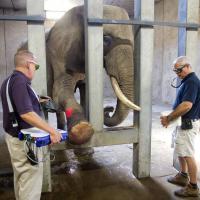 Photo Kansas City Zoo - Treatment with MLS® Laser Therapy