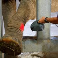 Photo Kansas City Zoo - Treatment with MLS® Laser Therapy