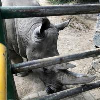 Thérapie Laser MLS sur rhinocéros - Zoo Parque Ecologico Zacango, Mexique