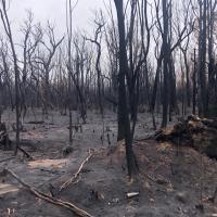 Devastación de fuego en Australia