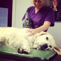 Behandlung von einem Hund mit der Vorrichtung Charlie Orange | Heidi Bye Svartangen