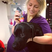 Dog laserpuncture treatment with Mphi Vet Orange | Heidi Bye Svartangen 