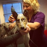 Dog laserpuncture treatment with Mphi Vet Orange | Heidi Bye Svartangen 