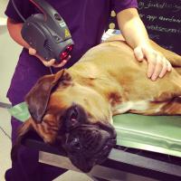 Behandlung von einem Hund mit der Vorrichtung Charlie Orange | Heidi Bye Svartangen
